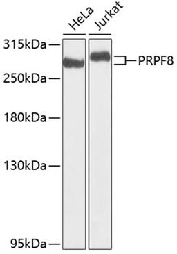 Western blot - PRPF8 antibody (A6053)