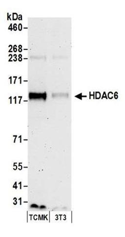 Detection of mouse HDAC6 by western blot.