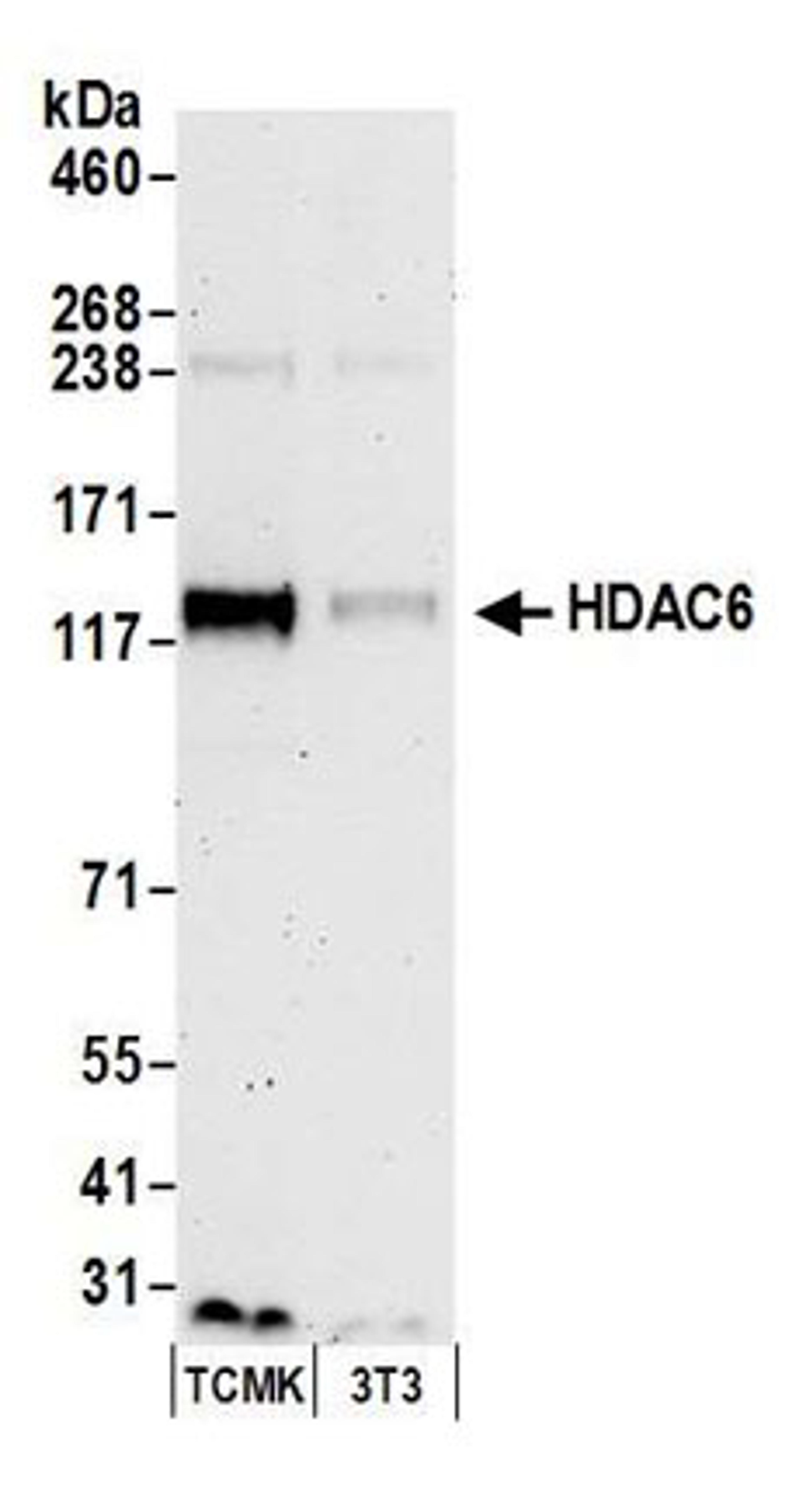 Detection of mouse HDAC6 by western blot.