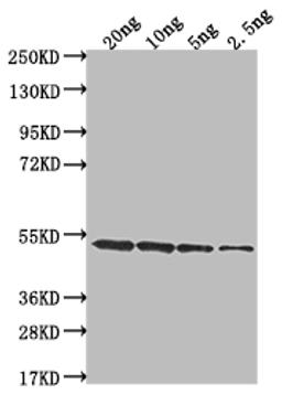Western Blot. Positive WB detected in Recombinant protein. All lanes: clfA antibody at 1:2000. Secondary. Goat polyclonal to rabbit IgG at 1/50000 dilution. Predicted band size: 52 kDa. Observed band size: 52 kDa.