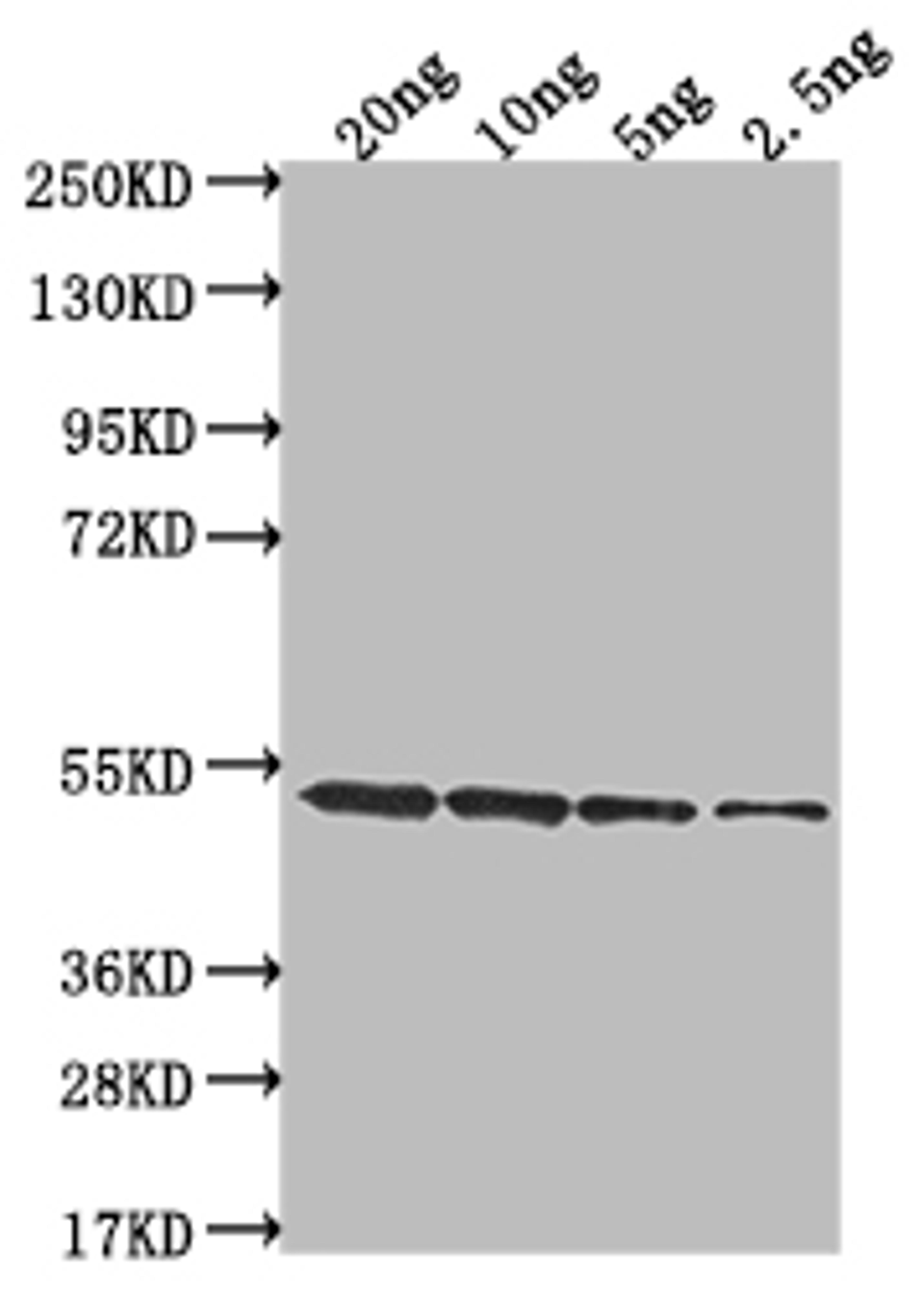 Western Blot. Positive WB detected in Recombinant protein. All lanes: clfA antibody at 1:2000. Secondary. Goat polyclonal to rabbit IgG at 1/50000 dilution. Predicted band size: 52 kDa. Observed band size: 52 kDa.