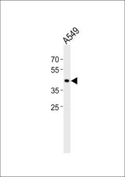 Western blot analysis of lysate from A549 cell line, using TGIF1 Antibody at 1:1000.