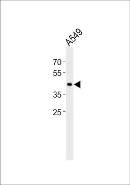 Western blot analysis of lysate from A549 cell line, using TGIF1 Antibody at 1:1000.