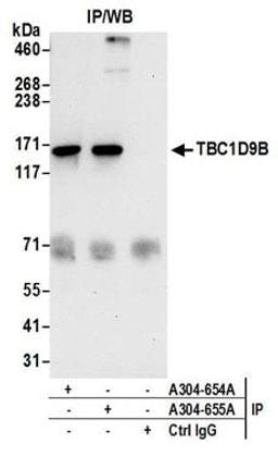 Detection of human TBC1D9B by western blot of immunoprecipitates.