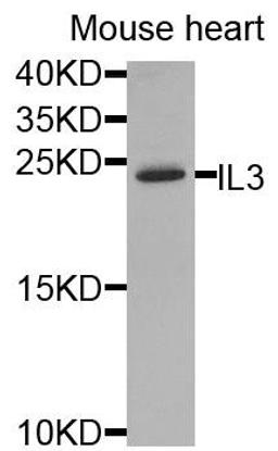 Western blot analysis of extracts of mouse heart using IL3 antibody