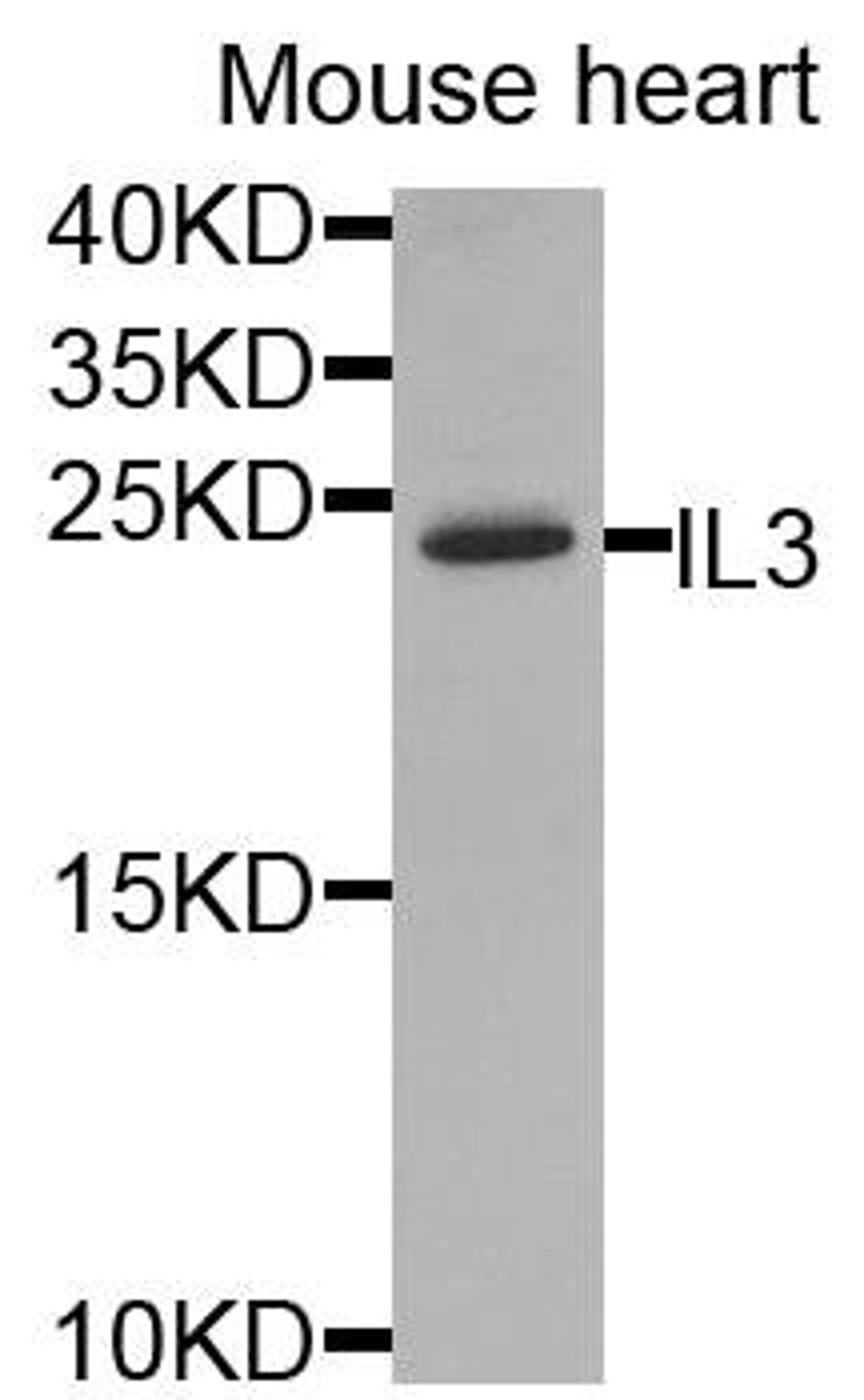 Western blot analysis of extracts of mouse heart using IL3 antibody