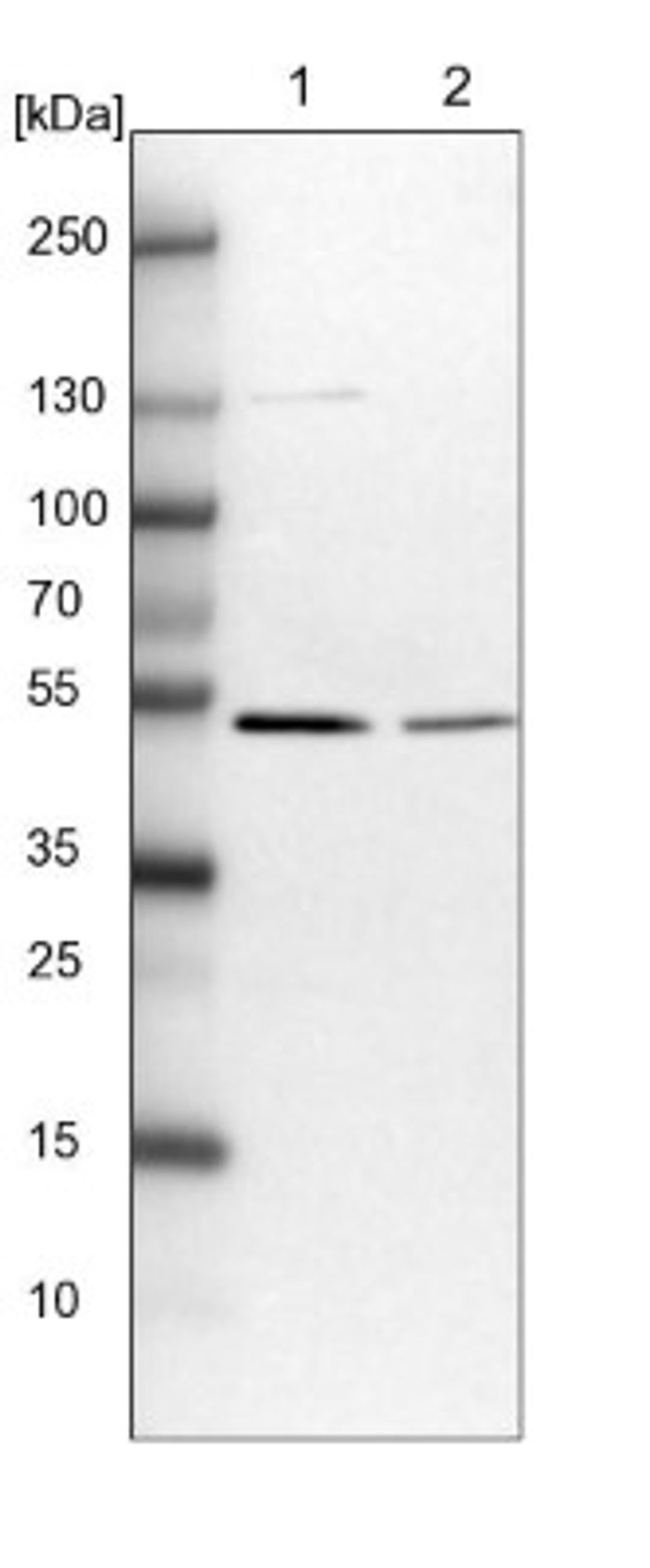 Western Blot: FAM188A Antibody [NBP1-88543] - Lane 1: NIH-3T3 cell lysate (Mouse embryonic fibroblast cells)<br/>Lane 2: NBT-II cell lysate (Rat Wistar bladder tumour cells)