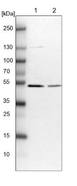 Western Blot: FAM188A Antibody [NBP1-88543] - Lane 1: NIH-3T3 cell lysate (Mouse embryonic fibroblast cells)<br/>Lane 2: NBT-II cell lysate (Rat Wistar bladder tumour cells)