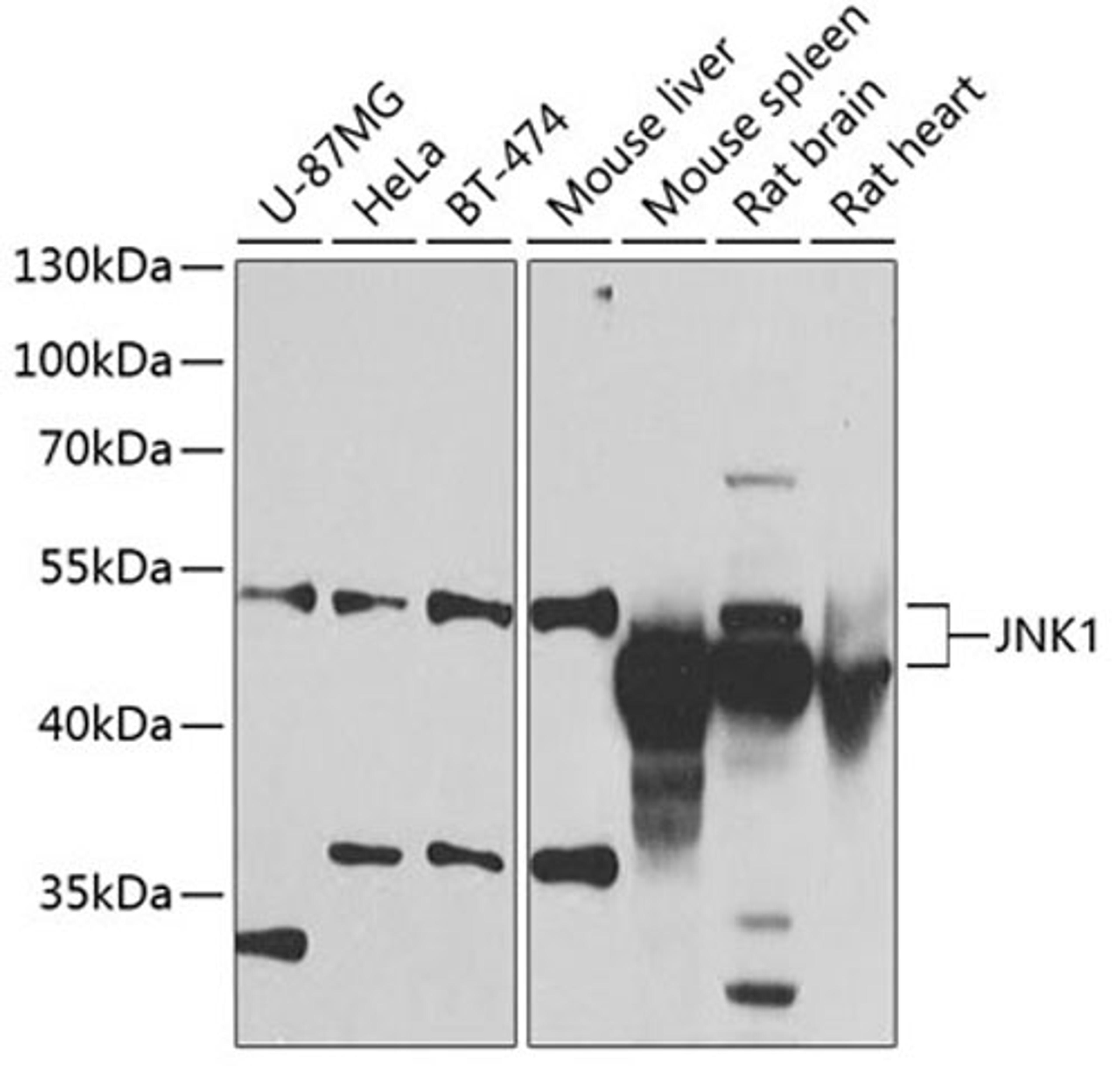 Western blot - JNK1 antibody (A2462)