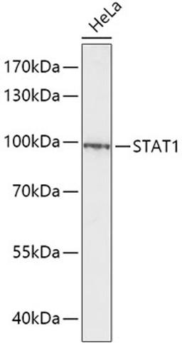 Western blot - STAT1 antibody (A12075)