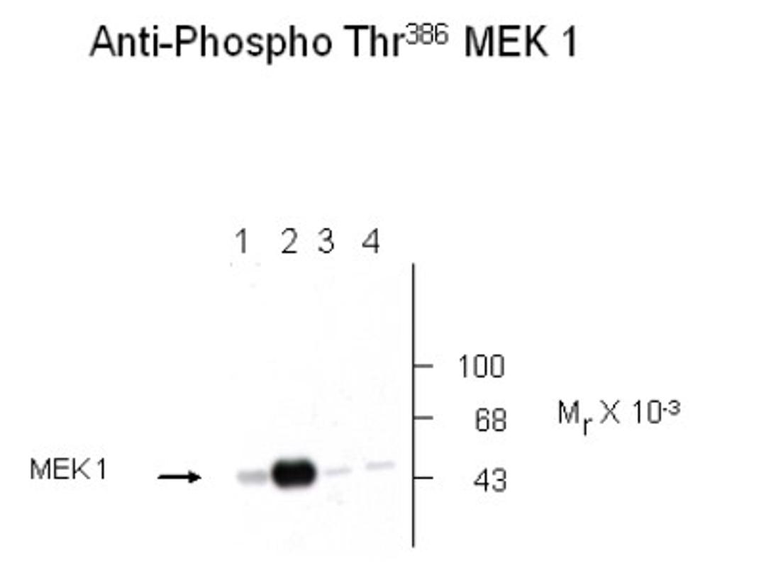 Western Blot: MEK1 [p Thr386] Antibody [NB500-144] - Analysis of recombinant WT and mutant MEK 1 immunolabeled with the Anti Thr386 MEK1 antibody. Lanes 1 and 2 are WT MEK 1 and Lanes 3 and 4 are mutant MEK 1 (T386A). MAP kinase was coexpressed in the samples run in Lanes 2 and 4.