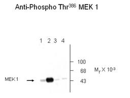 Western Blot: MEK1 [p Thr386] Antibody [NB500-144] - Analysis of recombinant WT and mutant MEK 1 immunolabeled with the Anti Thr386 MEK1 antibody. Lanes 1 and 2 are WT MEK 1 and Lanes 3 and 4 are mutant MEK 1 (T386A). MAP kinase was coexpressed in the samples run in Lanes 2 and 4.