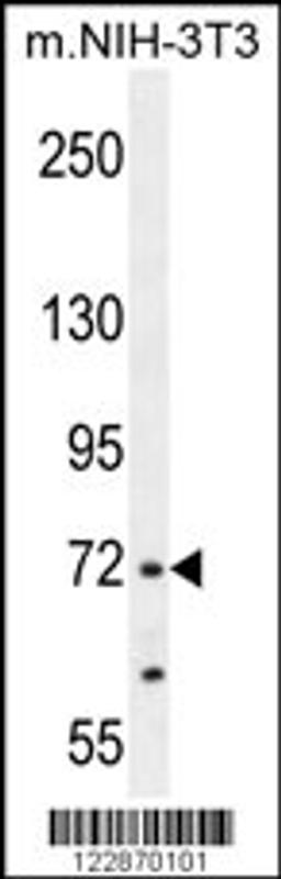 Western blot analysis in mouse NIH-3T3 cell line lysates (35ug/lane).