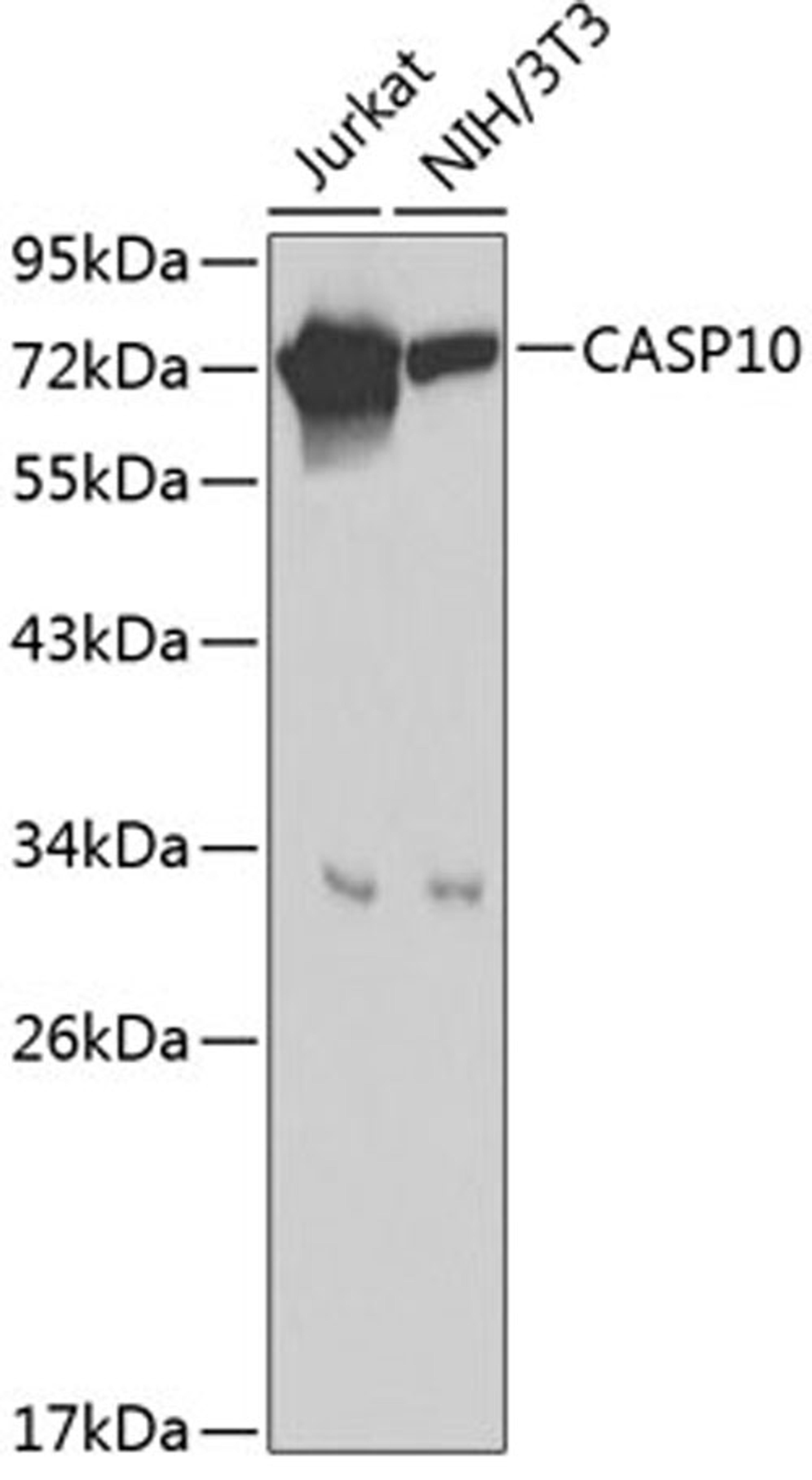 Western blot - Caspase-10 antibody (A0216)