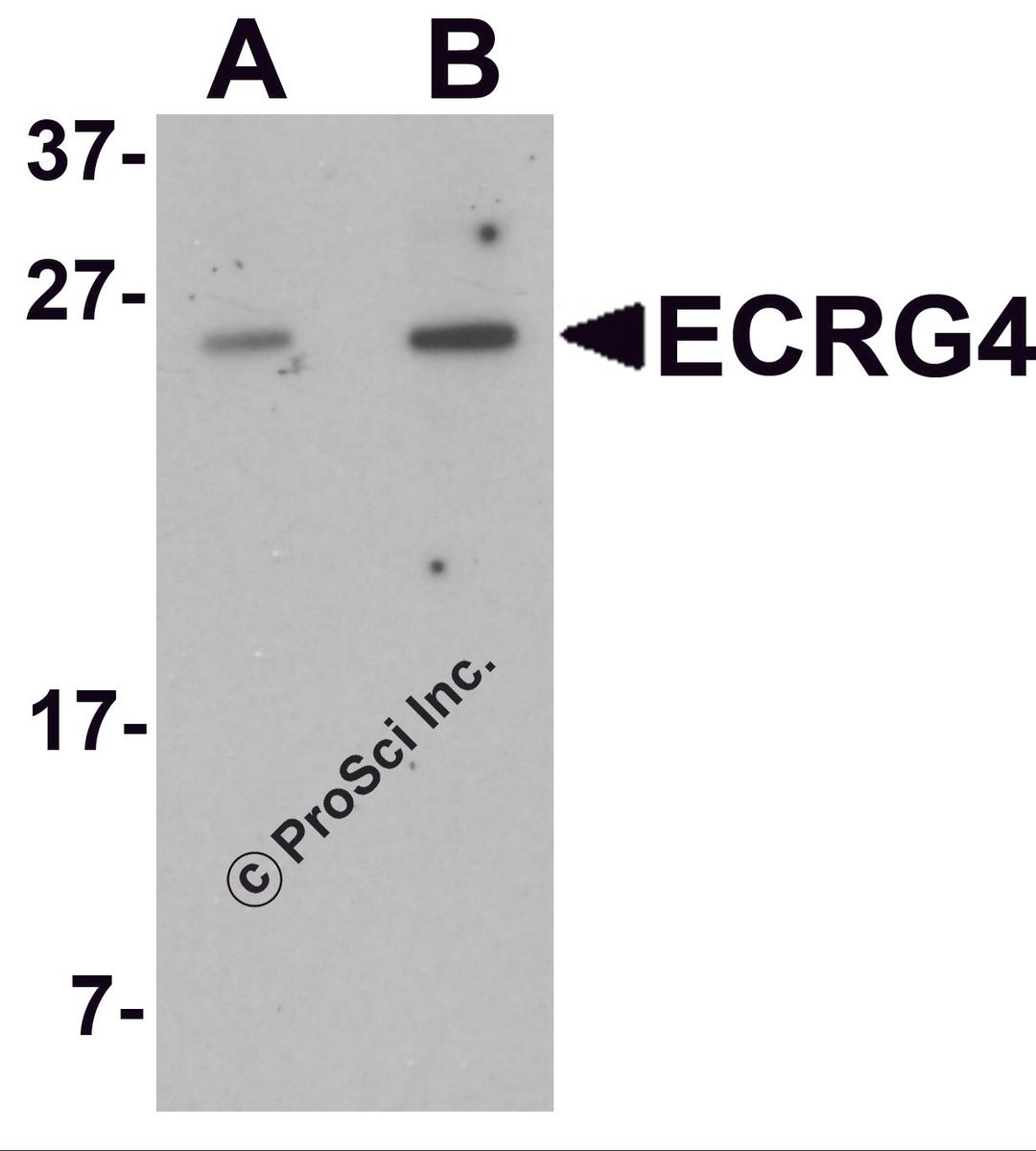 Western blot analysis of ECRG4 in HeLa cell lysate with ECRG4 antibody at (A) 1 and (B) 2 μg/mL.