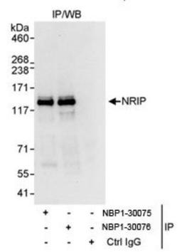 Immunoprecipitation: NRIP Antibody [NBP1-30075] - Whole cell lysate from HeLa cells. NBP1-30075 used for IP at 10 mcg/mg lysate. NRIP was also immunoprecipitated by NBP1-30076. For blotting immunoprecipitated NRIP, NBP1-30076  was used at 1 mcg/ml.