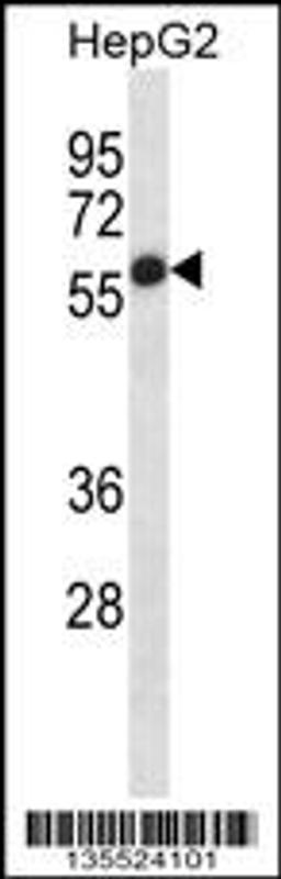 Western blot analysis in HepG2 cell line lysates (35ug/lane).