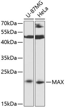 Western blot - MAX antibody (A0580)