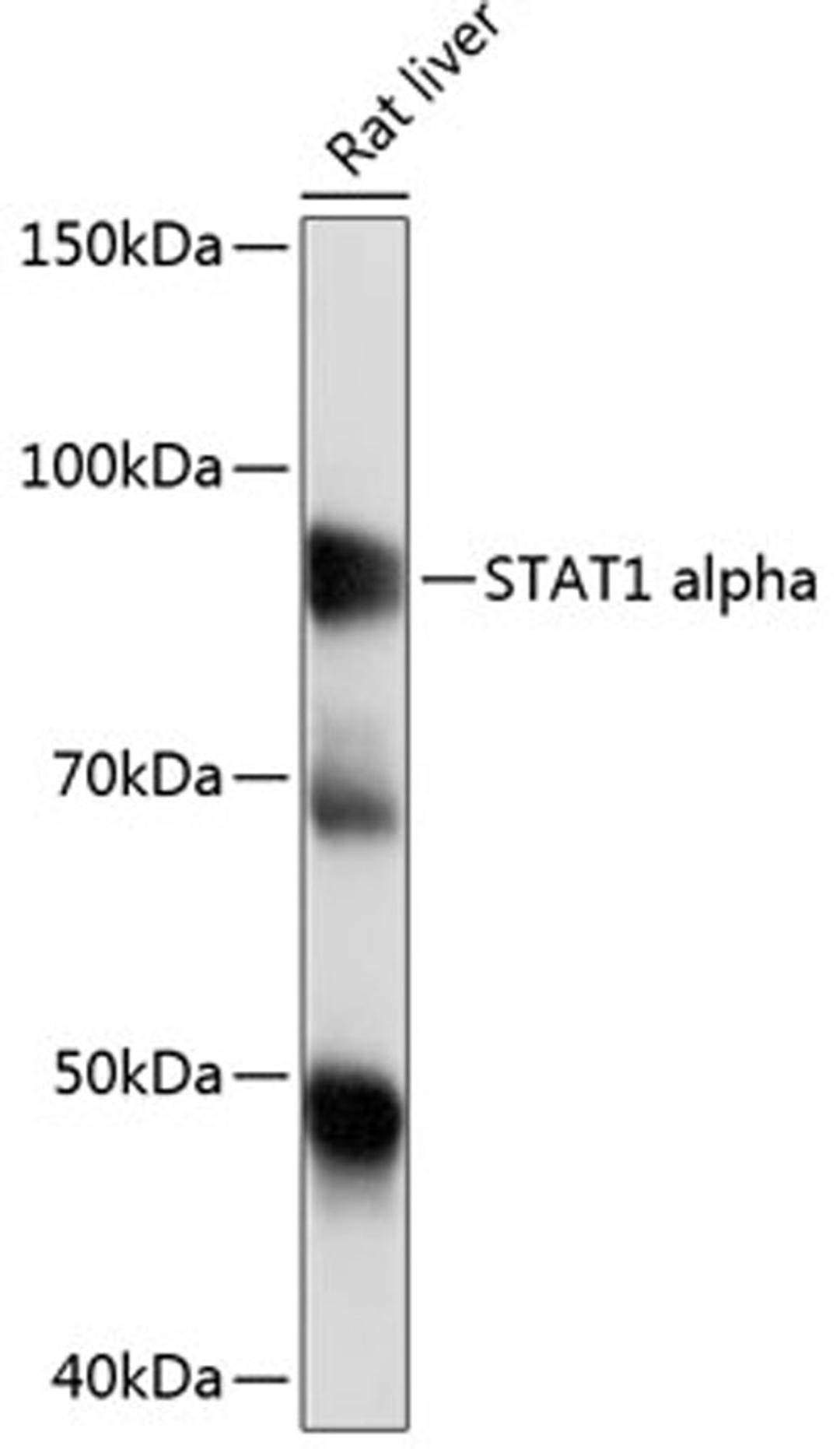 Western blot - STAT1 antibody (A19563)