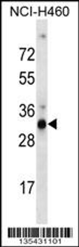 Western blot analysis in NCI-H460 cell line lysates (35ug/lane).