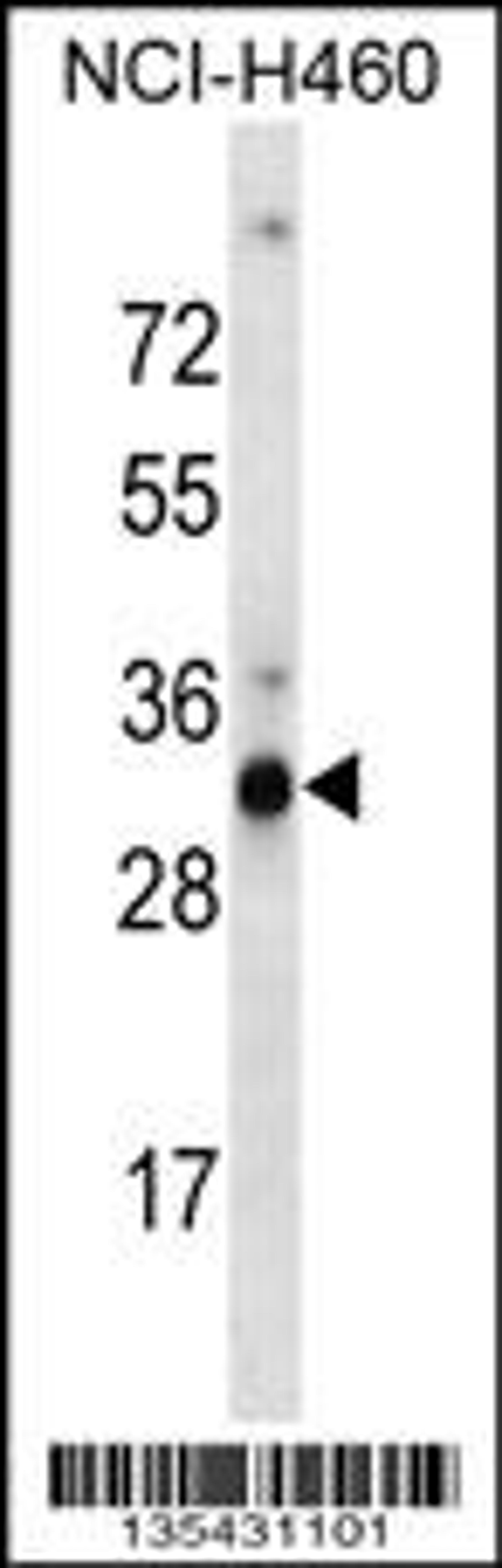 Western blot analysis in NCI-H460 cell line lysates (35ug/lane).