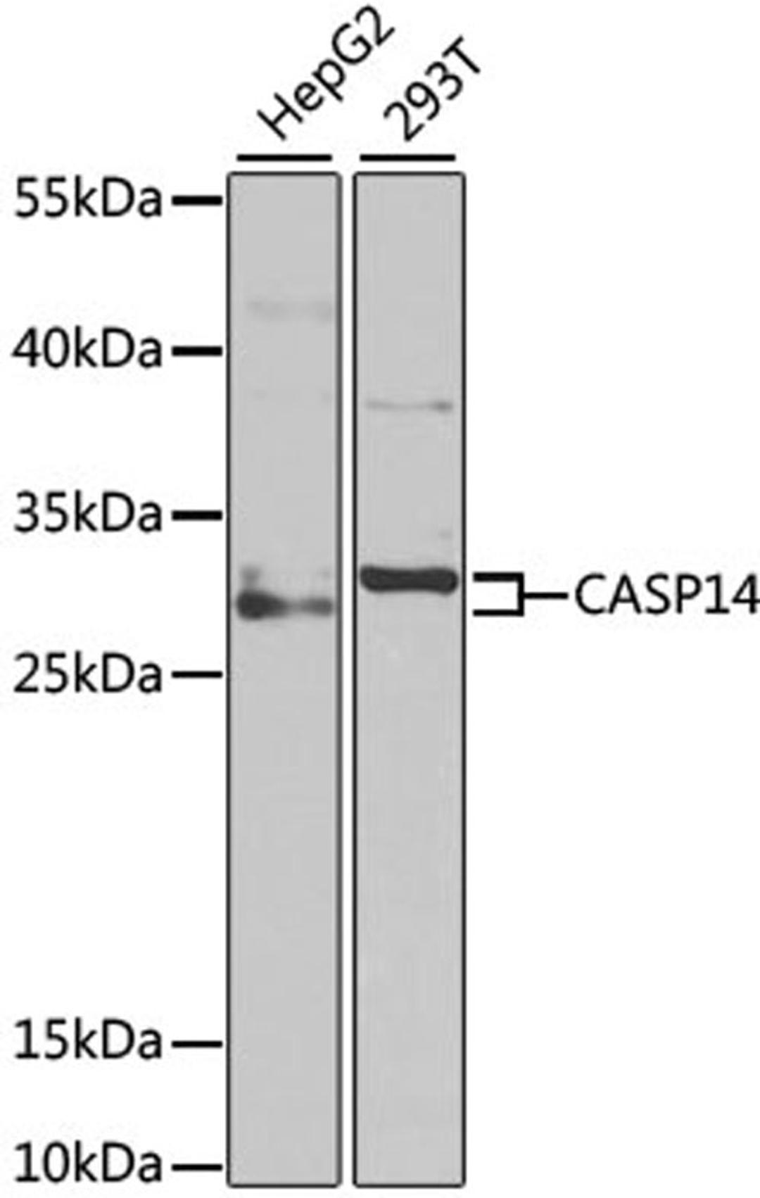 Western blot - Caspase-14 antibody (A6541)