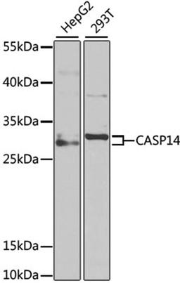 Western blot - Caspase-14 antibody (A6541)