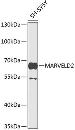 Western blot - MARVELD2 antibody (A8909)