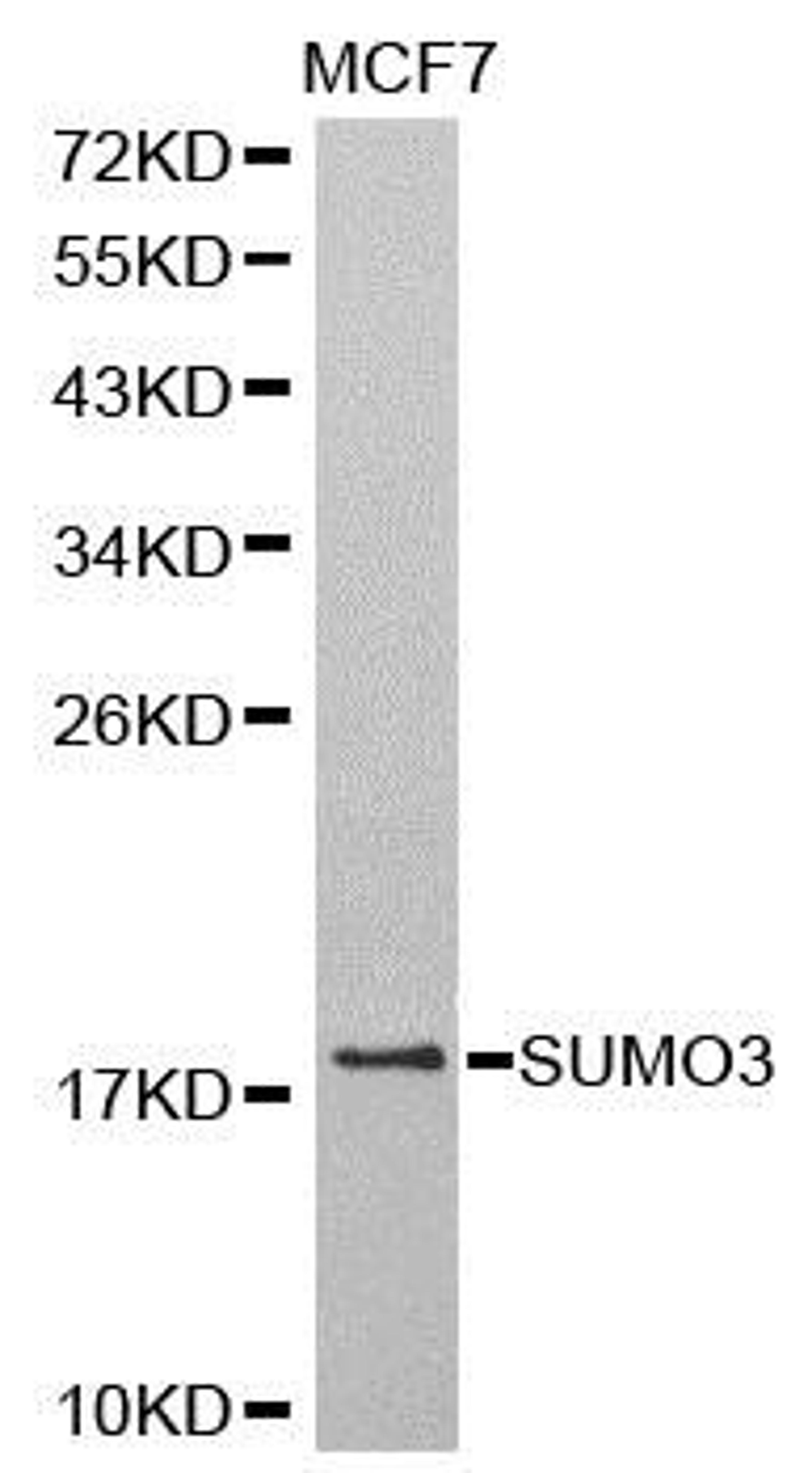 Western blot analysis of extracts of MCF7 cell line using SUMO3 antibody