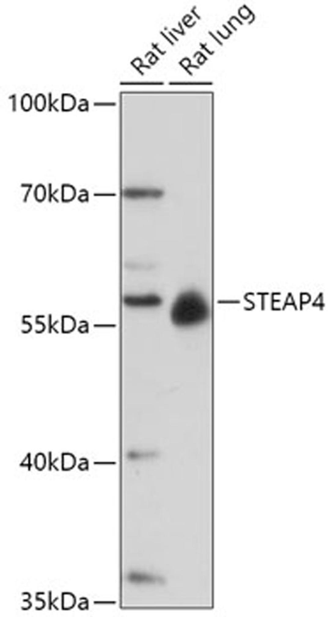 Western blot - STEAP4 antibody (A17767)