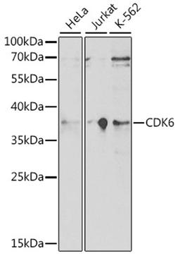 Western blot - CDK6 antibody (A16357)