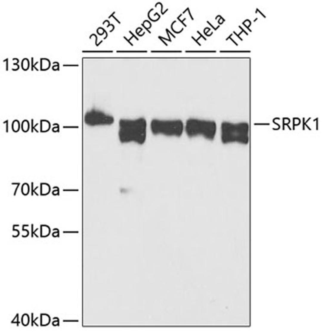 Western blot - SRPK1 antibody (A12510)