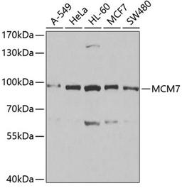 Western blot - MCM7 antibody (A1138)