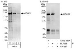 Detection of human MEKK1 by western blot and immunoprecipitation.