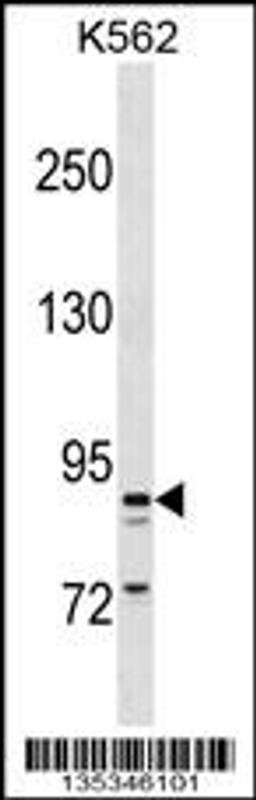 Western blot analysis in K562 cell line lysates (35ug/lane).