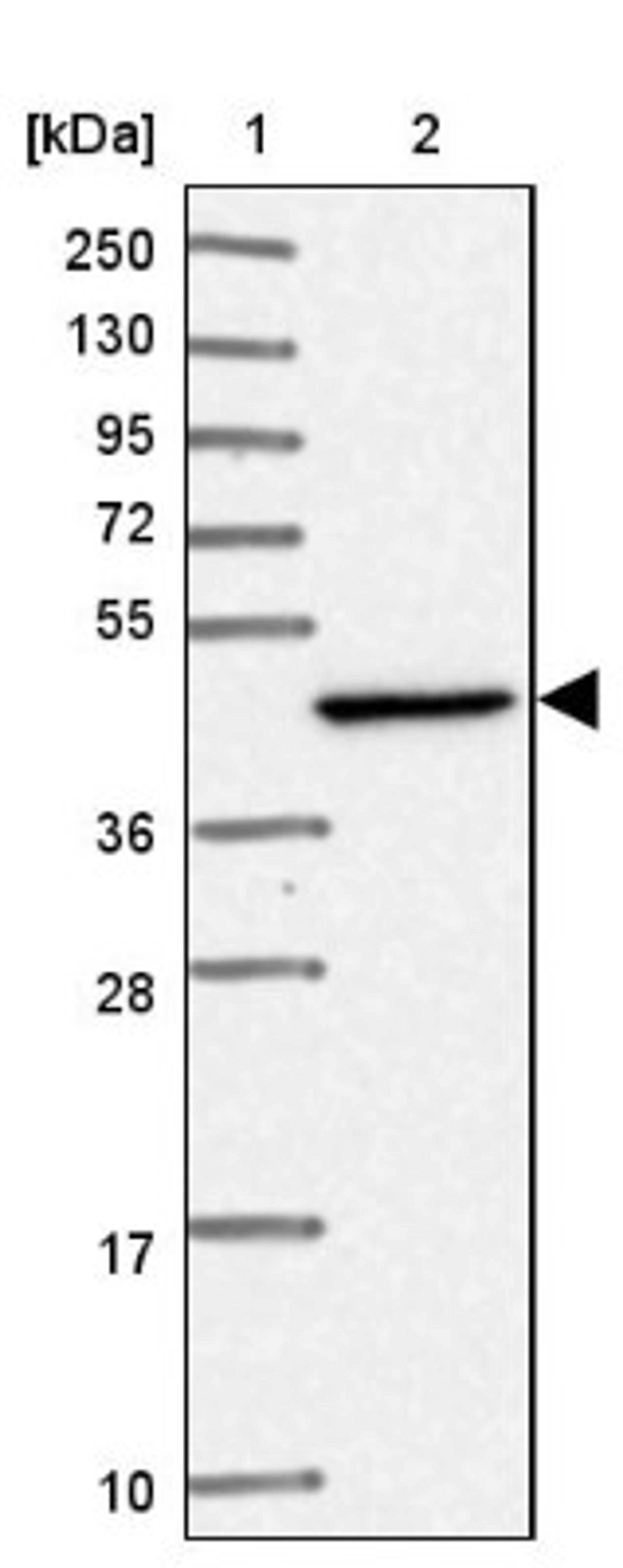 Western Blot: HSDL2 Antibody [NBP2-14105] - Lane 1: Marker [kDa] 250, 130, 95, 72, 55, 36, 28, 17, 10<br/>Lane 2: Human cell line RT-4