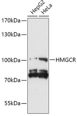 Western blot - HMGCR antibody (A14741)