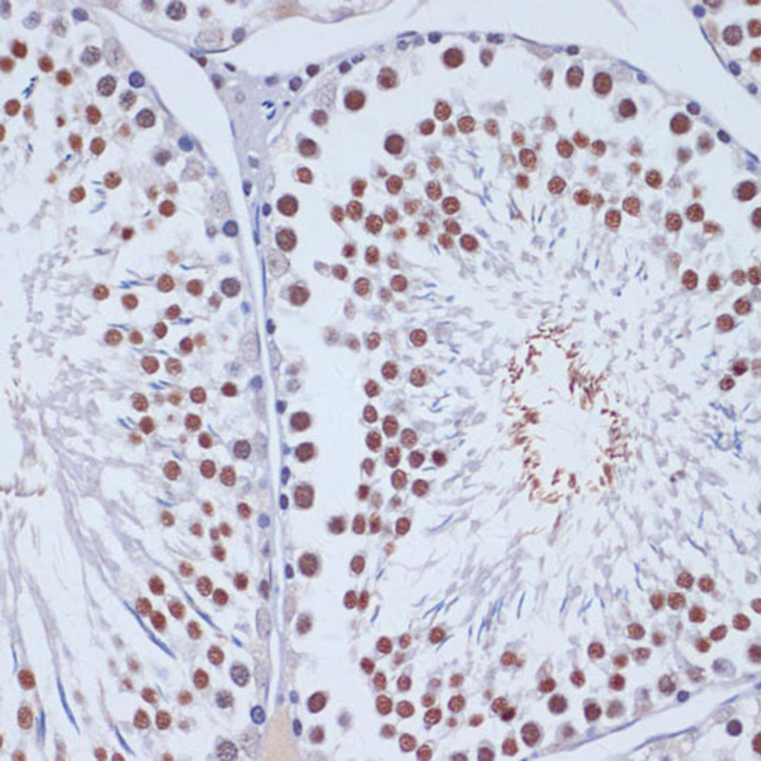 Immunohistochemistry  - DNMT3L antibody (A2342)