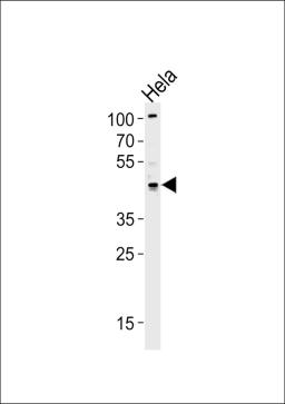 Western blot analysis of lysate from Hela cell line, using TRIP13 Antibody at 1:1000 at each lane.