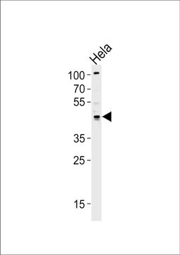 Western blot analysis of lysate from Hela cell line, using TRIP13 Antibody at 1:1000 at each lane.