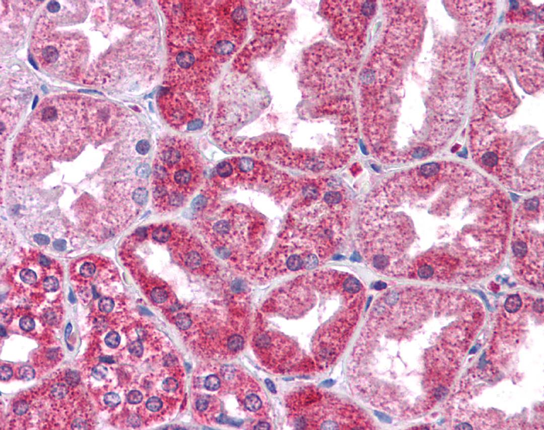 Antibody used in IHC on human prostate.