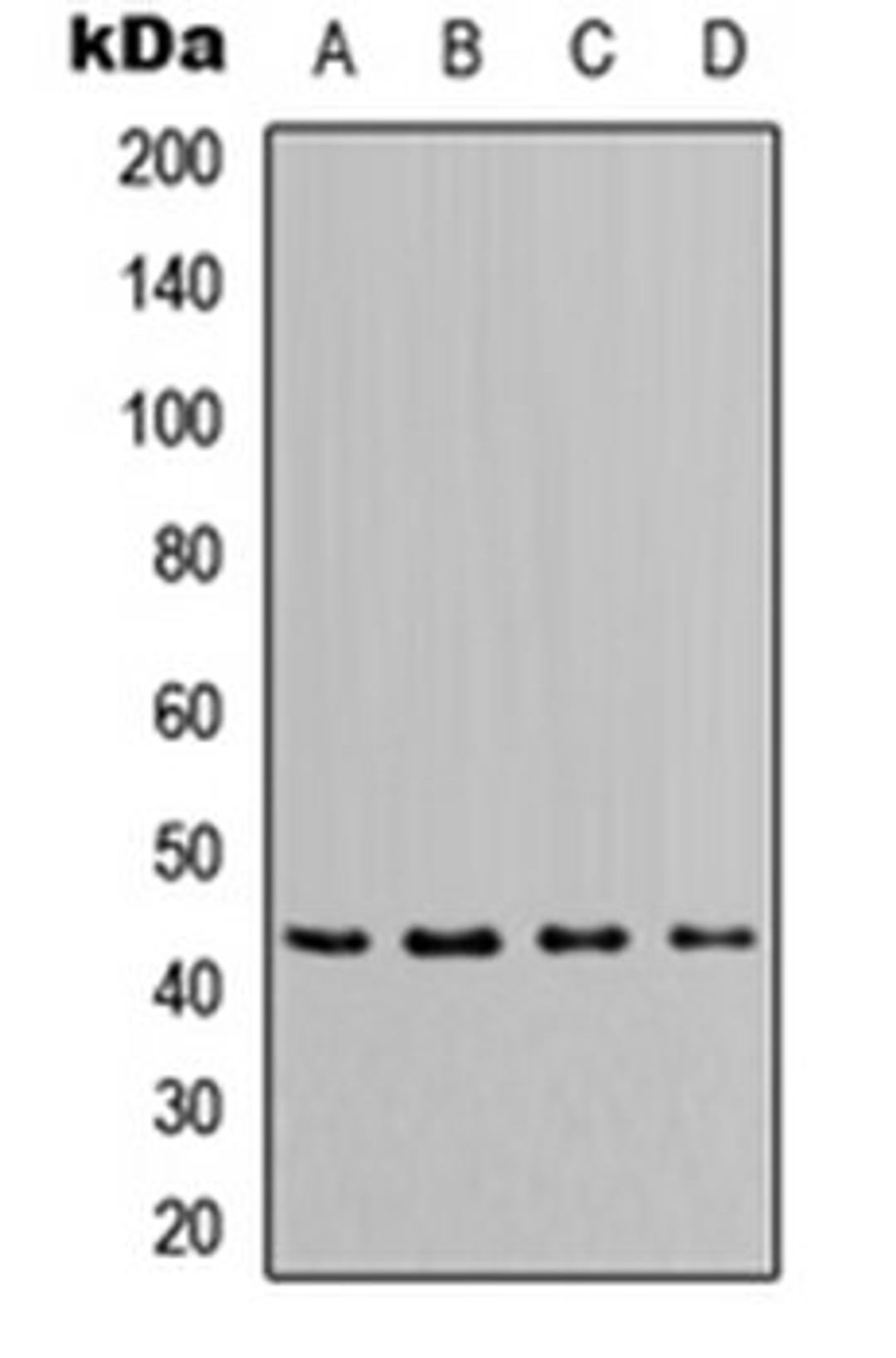 Western blot analysis of MCF7 (Lane 1), HeLa (Lane 2), NS-1 (Lane 3), PC12 (Lane 4) whole cell lysates using Apolipoprotein L1 antibody