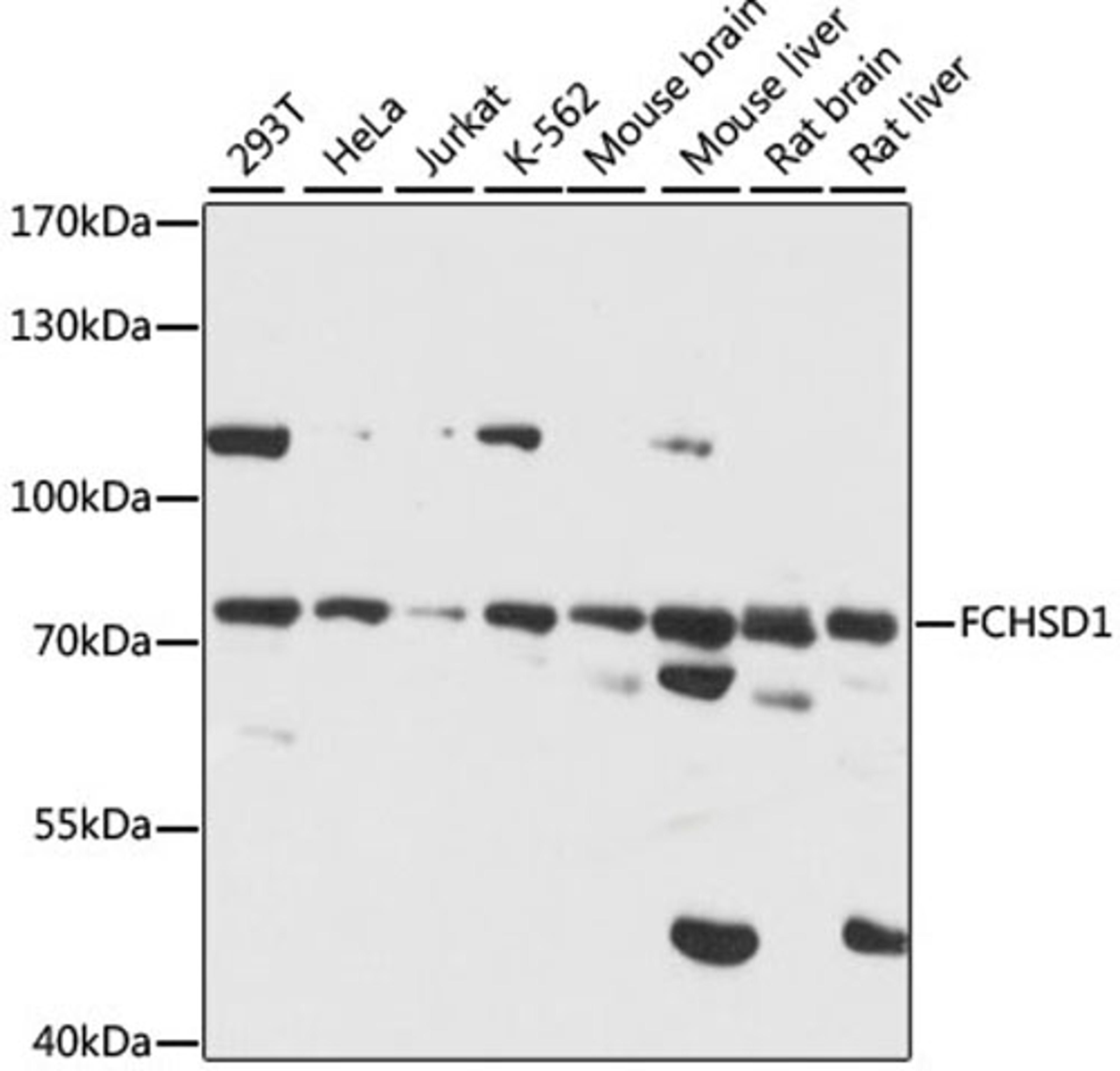 Western blot - FCHSD1 antibody (A15543)