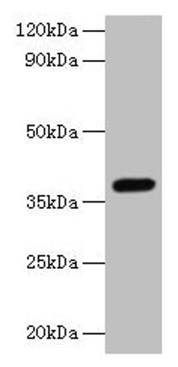 Western blot. All lanes: LRG1 antibody at 2µg/ml + Mouse liver tissue. Secondary. Goat polyclonal to rabbit IgG at 1/10000 dilution. Predicted band size: 39 kDa. Observed band size: 39 kDa