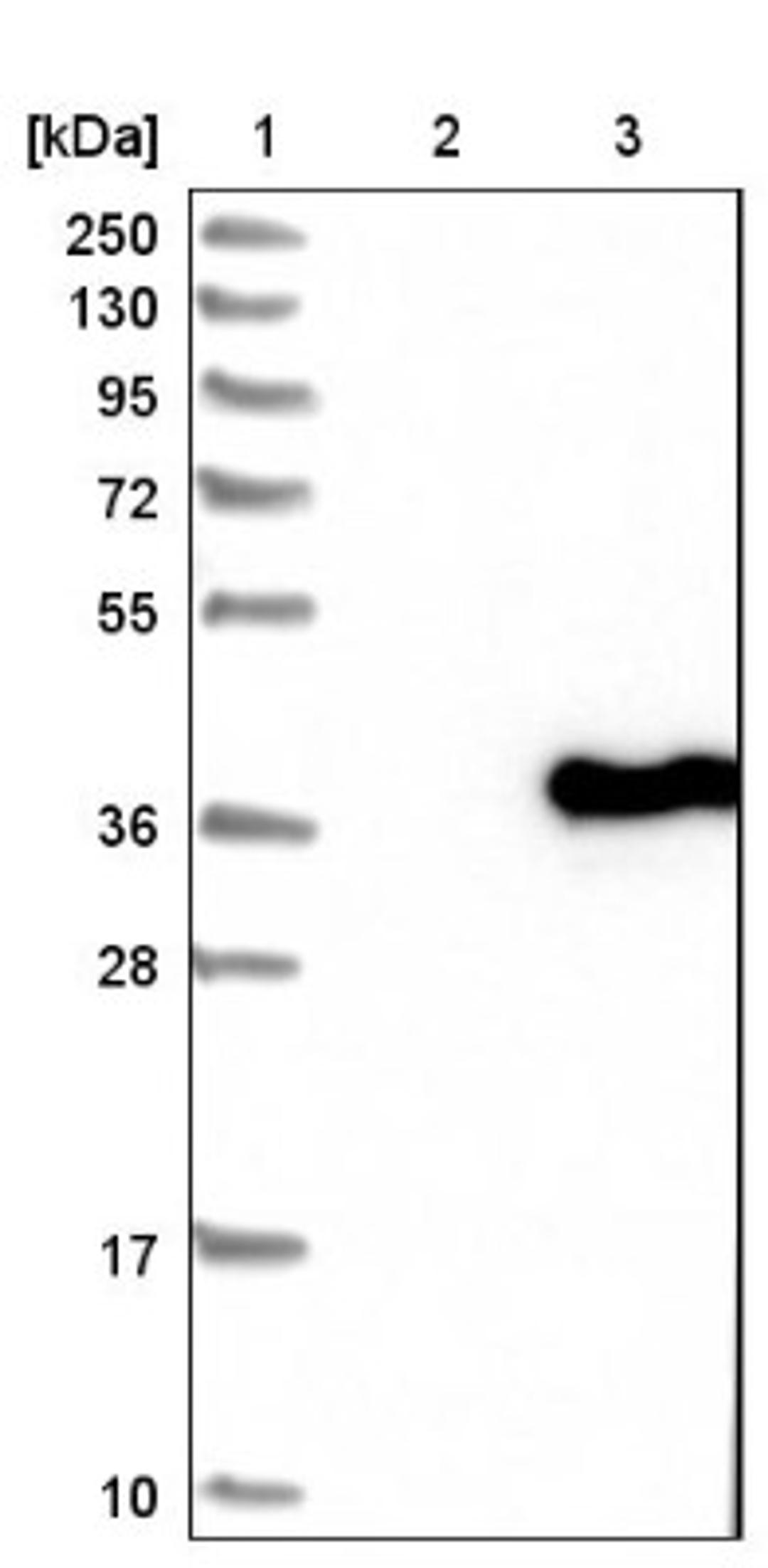 Western Blot: SFXN2 Antibody [NBP1-85960] - Lane 1: Marker [kDa] 250, 130, 95, 72, 55, 36, 28, 17, 10<br/>Lane 2: Negative control (vector only transfected HEK293T lysate)<br/>Lane 3: Over-expression lysate (Co-expressed with a C-terminal myc-DDK tag (~3.1 kDa) in mammalian HEK293T cells, LY403612)