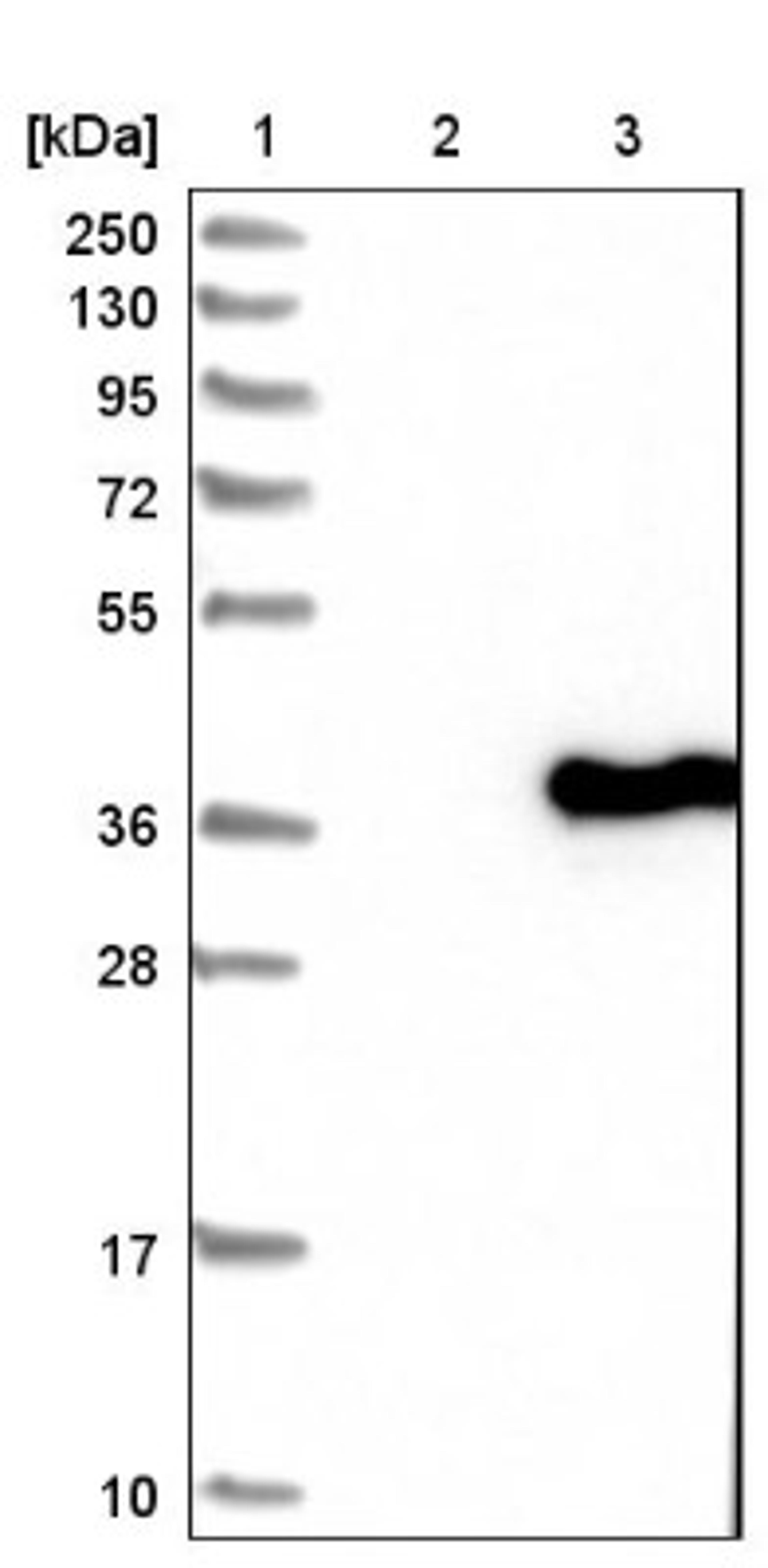 Western Blot: SFXN2 Antibody [NBP1-85960] - Lane 1: Marker [kDa] 250, 130, 95, 72, 55, 36, 28, 17, 10<br/>Lane 2: Negative control (vector only transfected HEK293T lysate)<br/>Lane 3: Over-expression lysate (Co-expressed with a C-terminal myc-DDK tag (~3.1 kDa) in mammalian HEK293T cells, LY403612)