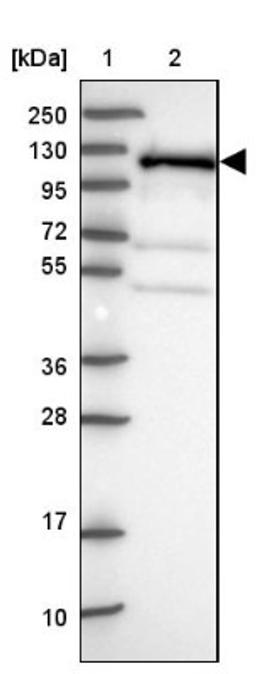 Western Blot: KRI1 Antibody [NBP2-14174] - Lane 1: Marker [kDa] 250, 130, 95, 72, 55, 36, 28, 17, 10<br/>Lane 2: Human cell line RT-4