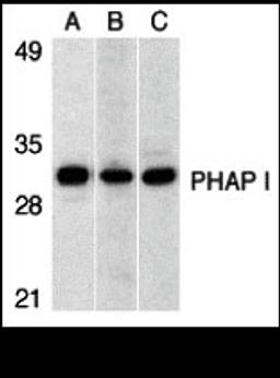 Western blot analysis of PHAP I expression in human Raji cell (A), mouse (B) and rat (C) testis tissue llysates with PHAP I antibody at 1 μg/mL.