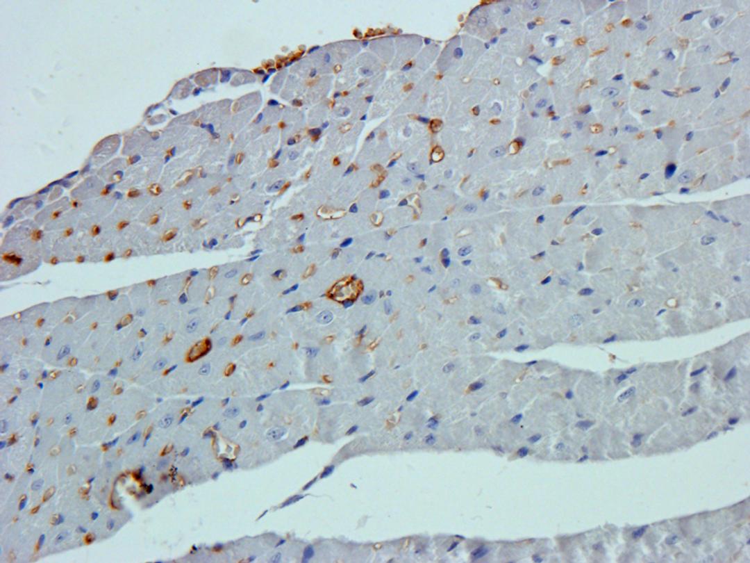 Immunohistochemical staining of paraffin embedded mouse heart tissue using beta 1 Adrenergic Receptor antibody (primary antibody at 2.5 ug/ml)