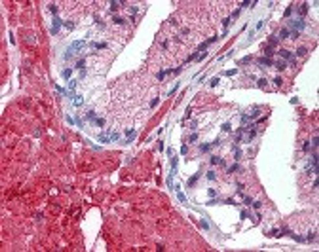 Immunohistochemistry staining of TRAF2 in prostate tissue using TRAF2 monoclonal Antibody.